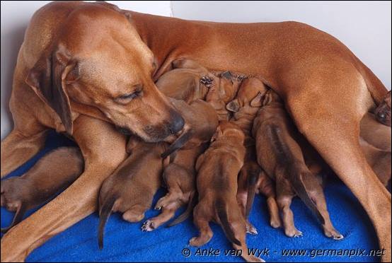 H-litter - 12 days old