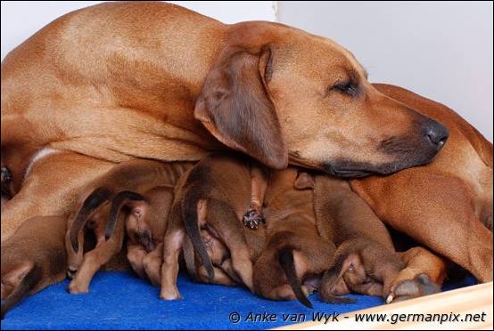 H-litter - 12 days old