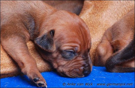 H-litter - 12 days old