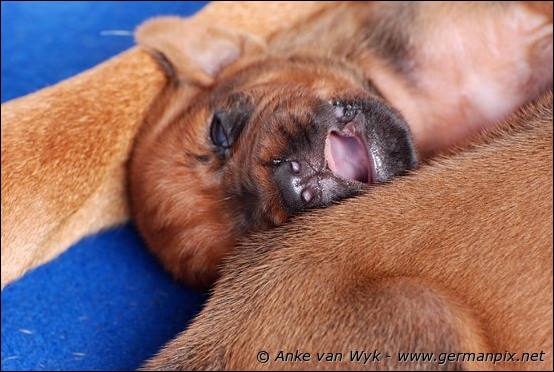 H-litter - 12 days old