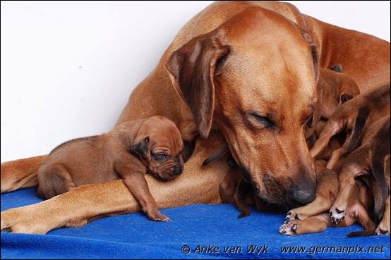 H-litter - 12 days old