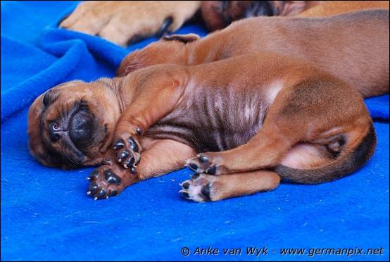 H-litter - 12 days old