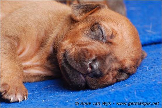 H-litter - 12 days old