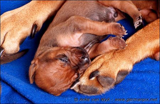 H-litter - 12 days old