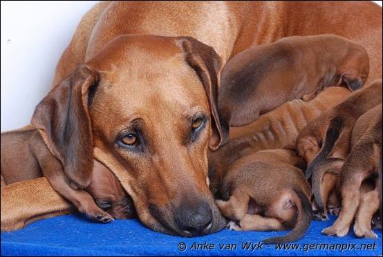 H-litter - 12 days old