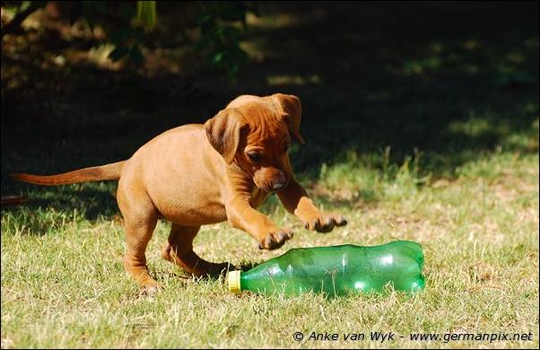 I-litter - 46 days old