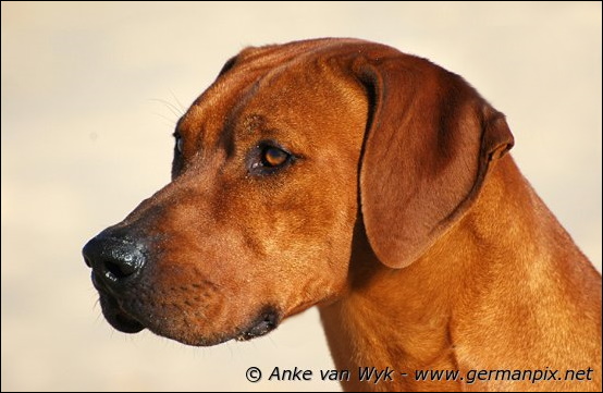 Der Rhodesian Ridgeback Kennel HESHIMA YA KIMBA (VDH/FCI)