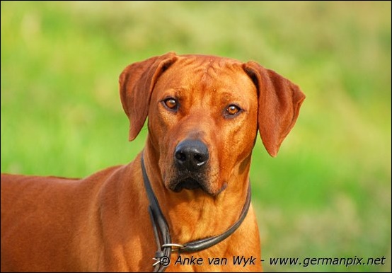 Der Rhodesian Ridgeback Kennel HESHIMA YA KIMBA (VDH/FCI)